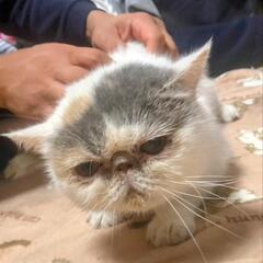 人が大好きなエキゾチックショートヘアちゃんです - 神戸市