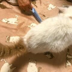 人が大好きなエキゾチックショートヘアちゃんです - 里親募集