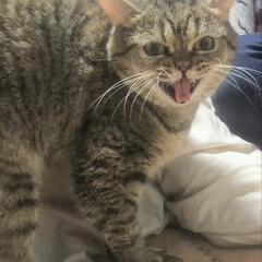 人が大好きでスリスリ寄ってきてくれるマンチカンちゃんです