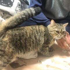 人が大好きでスリスリ寄ってきてくれるマンチカンちゃんです - 里親募集
