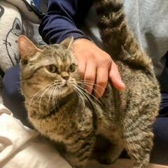 人が大好きでスリスリ寄ってきてくれるマンチカンちゃんです − 兵庫県