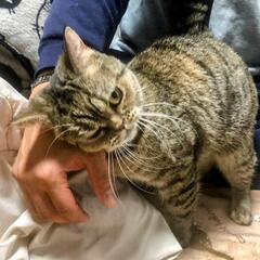 人が大好きでスリスリ寄ってきてくれるマンチカンちゃんです - 猫