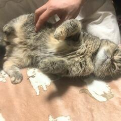 人が大好きでスリスリ寄ってきてくれるマンチカンちゃんです - 神戸市