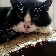 【保護猫】大きくてぶちゃかわで、とってもキュートで癒されます♡