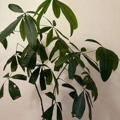 1/24まで【パキラ】観葉植物 鉢カバー付きの画像