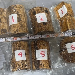 クワガタ 産卵材 
産卵木 ガブトムシ