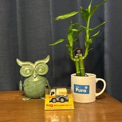 ミリオンバンブー＆チョロQセット 