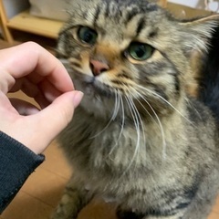 迷い猫、飼い主さんを探しています。どなたか引き取りお願いいたします。