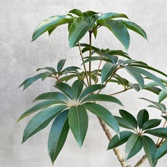 観葉植物　ツピタンサス 165cmの画像