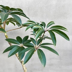 観葉植物　ツピタンサス 165cmの画像