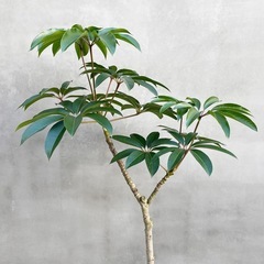 観葉植物　ツピタンサス 165cmの画像