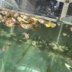 熱帯魚　グッピー