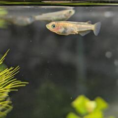 (決定済)メダカ6～7匹（ヒメダカ系ブチメダカ3匹、黒メダカ系（...