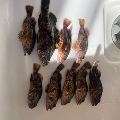 知多半島で釣り仲間募集中です🙂