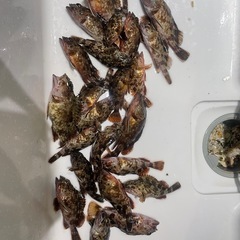 知多半島で釣り仲間募集中です🙂 - 常滑市