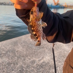 知多半島で釣り仲間募集中です🙂 - 友達
