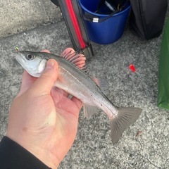 知多半島で釣り仲間募集中です🙂 − 愛知県