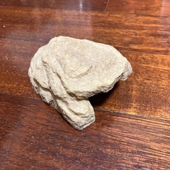 爬虫類  ドーム  飾り 