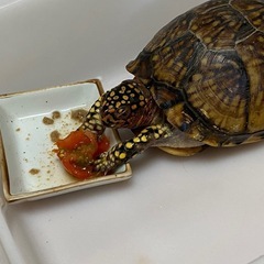 ミツユビハコガメ