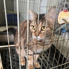 引っ越し先で飼う事が困難な為、里親を募集します。