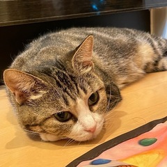 【一旦受付中止します】大人しくて賢い美人さん