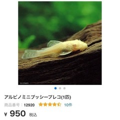 【発送可能】アルビノ ミニブッシーの画像