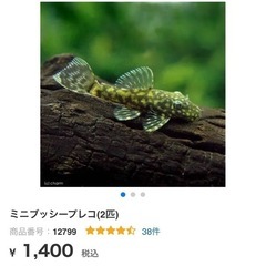 【発送可能】アルビノ ミニブッシーの画像