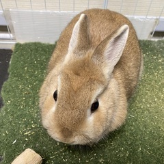 ネザーランドドワーフ