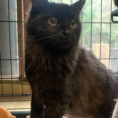 お家が決まりました❣️長毛の兄弟7ヶ月🐈‍⬛ピノ♂ノワール♀