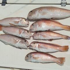 平日一緒に船釣りに行きませんか？ - 和歌山市