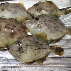 平日一緒に船釣りに行きませんか？ - メンバー募集