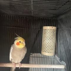 我が家に来て2年目になりますが今回引越すことになり寂しくなります...