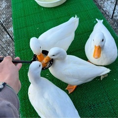 コールダック　飼い主様募集