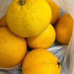 夏みかん🍊無農薬！1ｋｇの画像