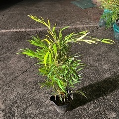 庭木　観葉植物　マホニアコンフューサー