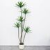 ランキングキーワードに紐づく投稿画像-観葉植物