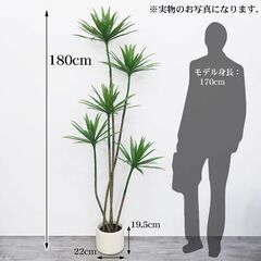 【引取限定！新品未使用】観葉植物 フェイク ユッカツリー 人工観葉植物 180cm 鉢付き リアル シンプル 水やり不要 インテリア 玄関 リビング お祝い おしゃれ ドラゴンツリー シンボルツリー KS-08WHの画像