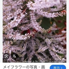 メイフラワー【
引取者決定】の画像