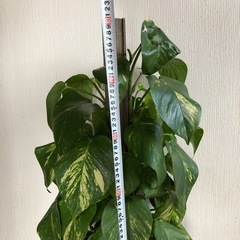 お取引先が決まりました！ありがとうございました！の画像