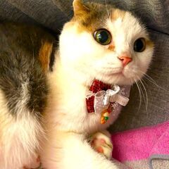 スコティッシュフォールド花ちゃん - 里親募集