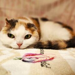 スコティッシュフォールド花ちゃん - 猫