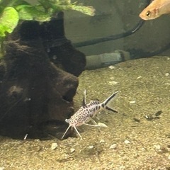 熱帯魚 レア　シノドンティス 水草活着流木