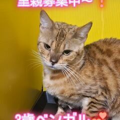 里親募集中！3歳ベンガル♀ブラウンロゼットタビー(⋈◍＞◡＜◍)。✧♡