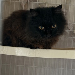 長毛猫★エイズキャリア★メス猫^._.^