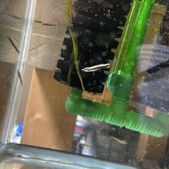 ベロネソックス　4センチ前後　稚魚　熱帯魚　観賞魚　肉食魚　メダ...