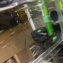 ベロネソックス　4センチ前後　稚魚　熱帯魚　観賞魚　肉食魚　メダカ　卵胎生メダカの画像