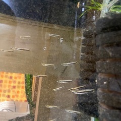 ベロネソックス　4センチ前後　稚魚　熱帯魚　観賞魚　肉食魚　メダカ　卵胎生メダカの画像