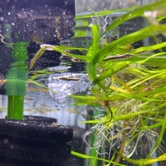 ベロネソックス　生まれたて2センチ前後　稚魚　熱帯魚　観賞魚　肉食魚　メダカ　卵胎生メダカの画像
