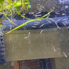 ベロネソックス　生まれたて2センチ前後　稚魚　熱帯魚　観賞魚　肉食魚　メダカ　卵胎生メダカの画像