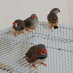 キンカチョウのヒナ4羽の里親募集！